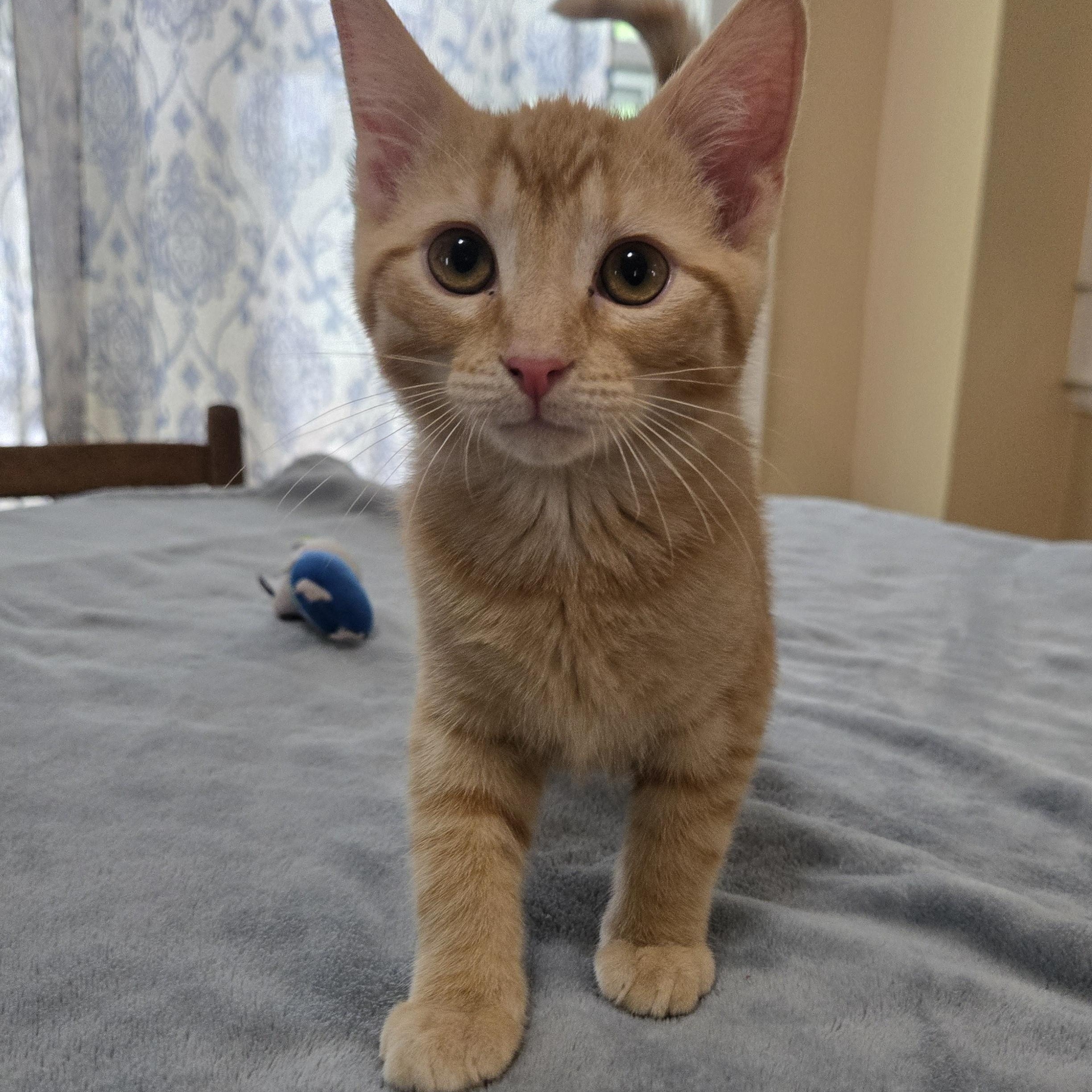 Ziggy, ADOPTABLE, Kitten Male Domestic Short Hair.