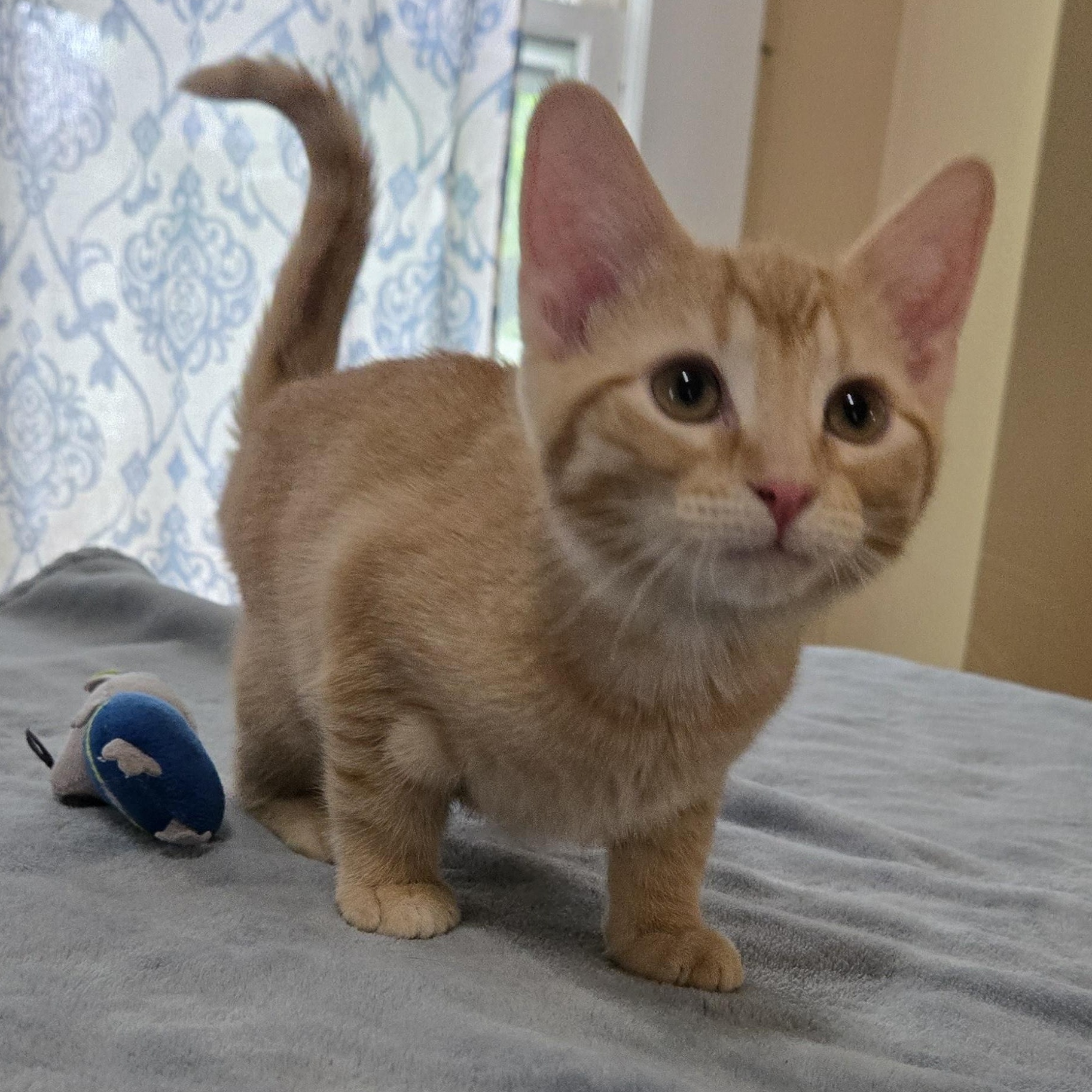 Ziggy, a ADOPTABLE Domestic Short Hair in Sedalia, MO image 2/3