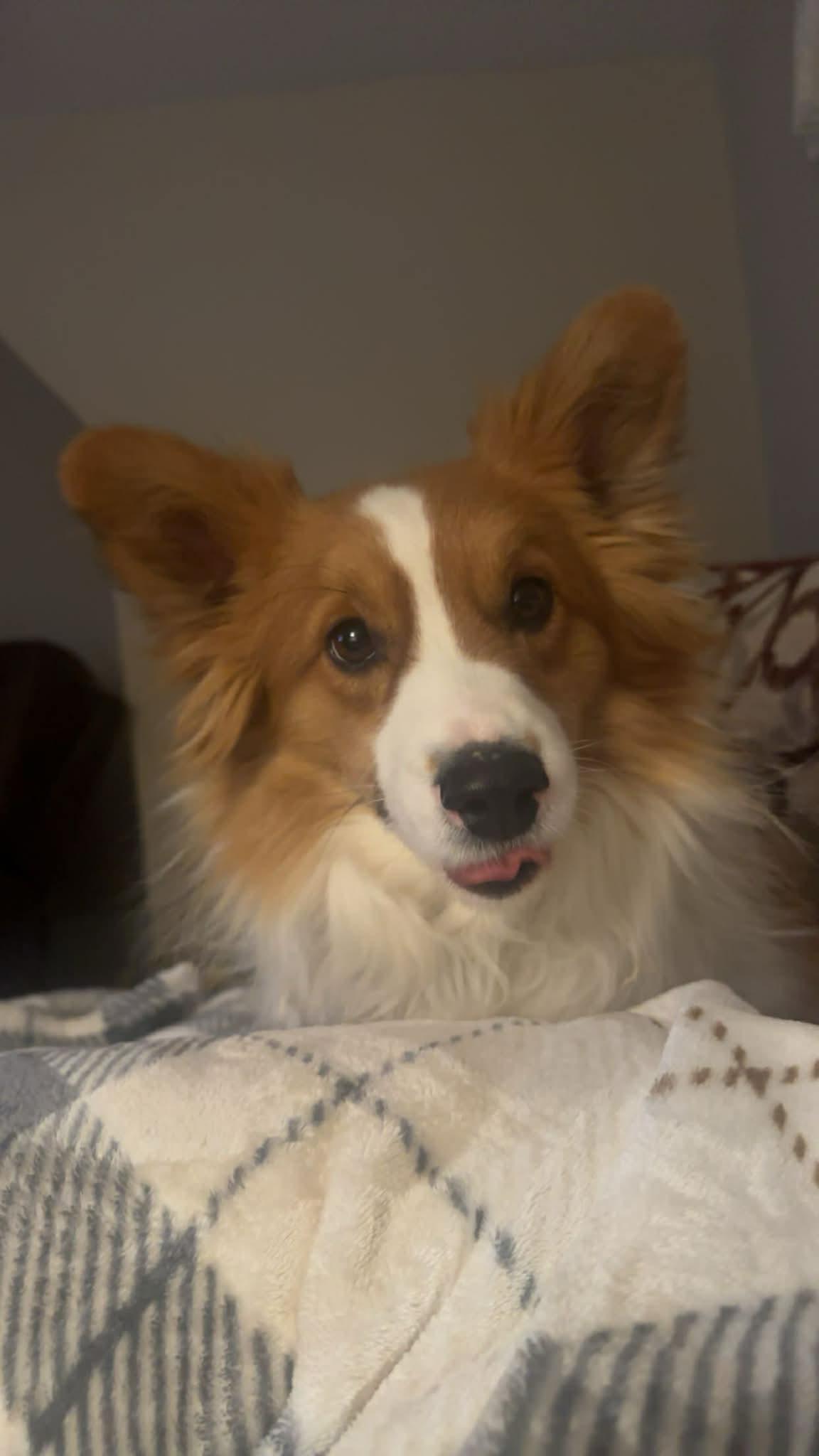 Enlarge Oscar, a ADOPTABLE mixed breed in Fort Madison, IA image 2/3