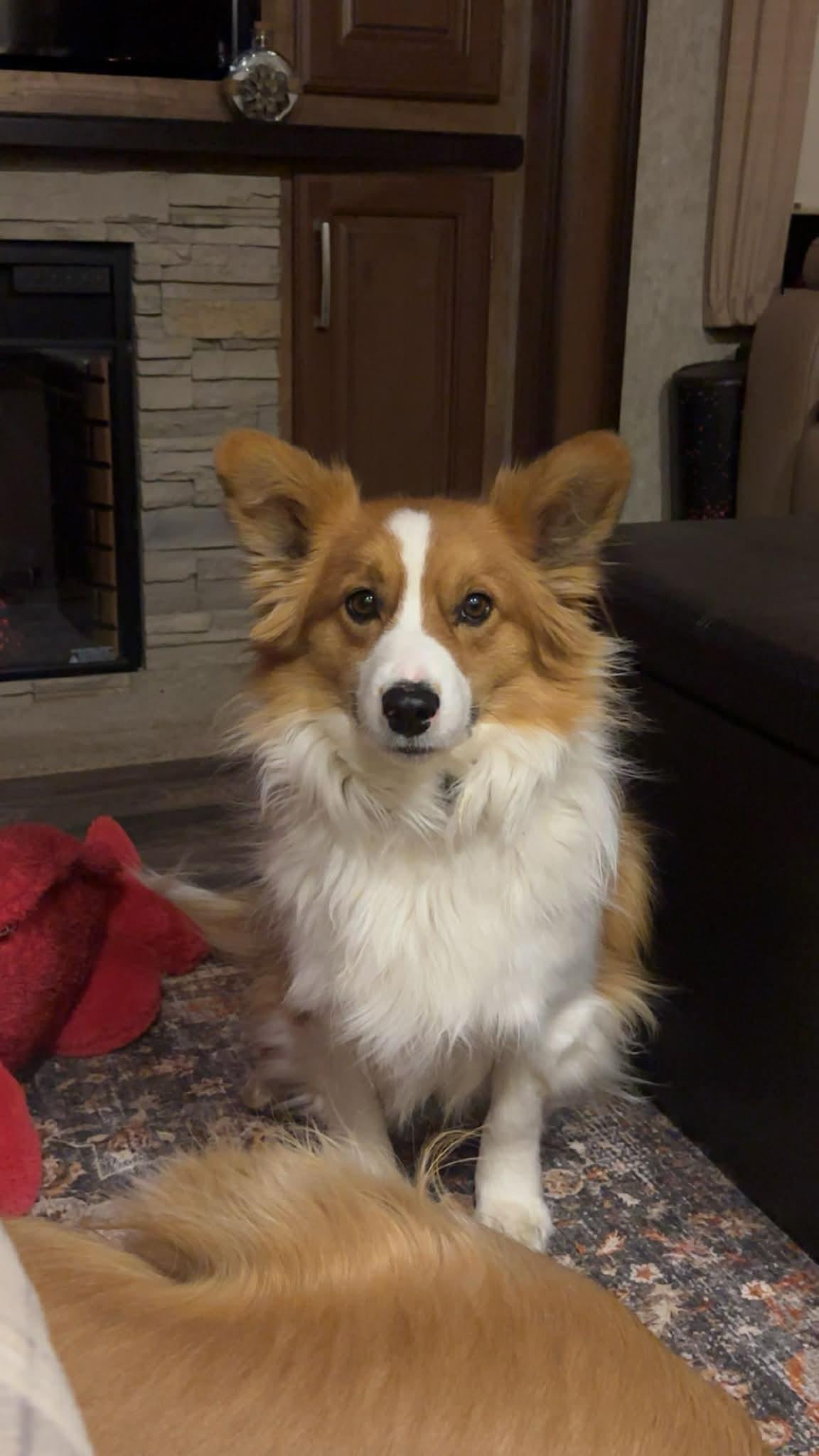 Oscar, ADOPTABLE, Adult Male Pembroke Welsh Corgi & Australian Shepherd.