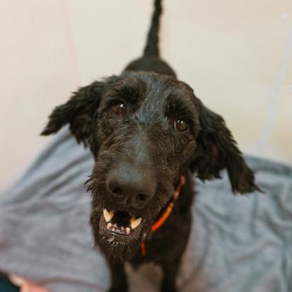 Walter, a ADOPTABLE mixed breed in Cincinnati, OH image 2/4