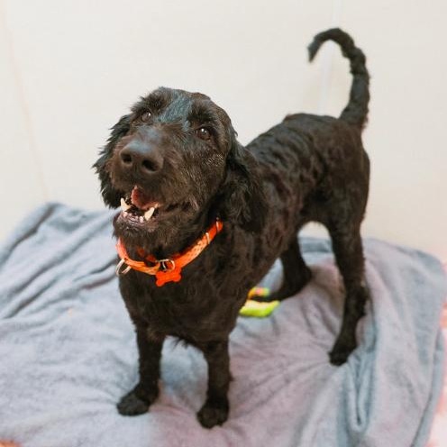 Walter, a ADOPTABLE mixed breed in Cincinnati, OH image 3/4