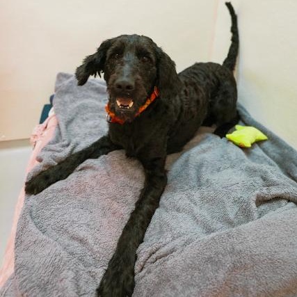 Walter, a ADOPTABLE mixed breed in Cincinnati, OH image 4/4