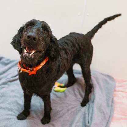Walter, a ADOPTABLE mixed breed in Cincinnati, OH image 1/4