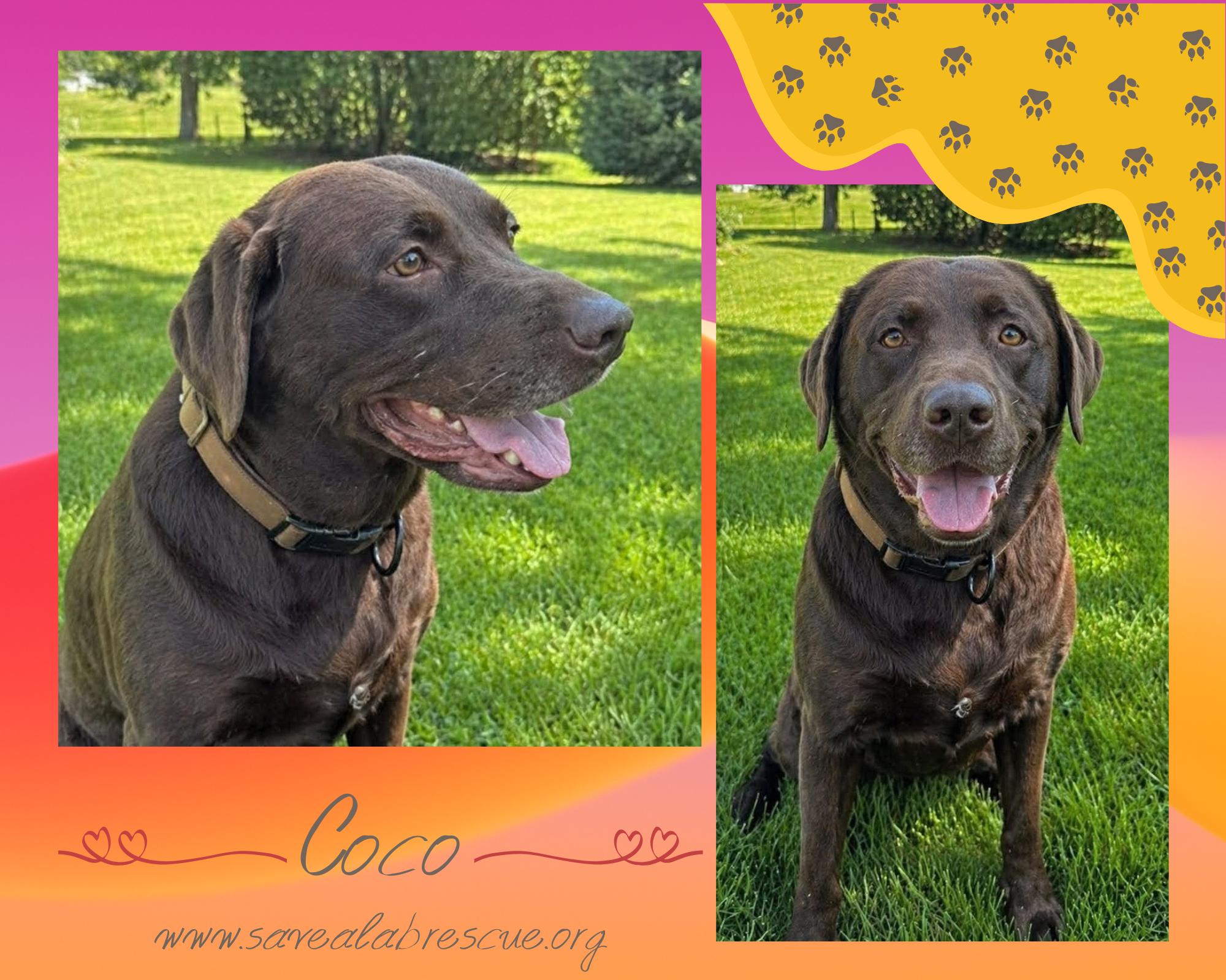 Coco, adopted, Adult Female Labrador Retriever & Chocolate Labrador Retriever.