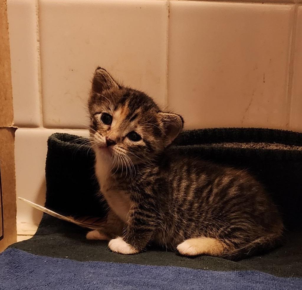 Skeeter, Adoptable, Kitten Female Domestic Short Hair.