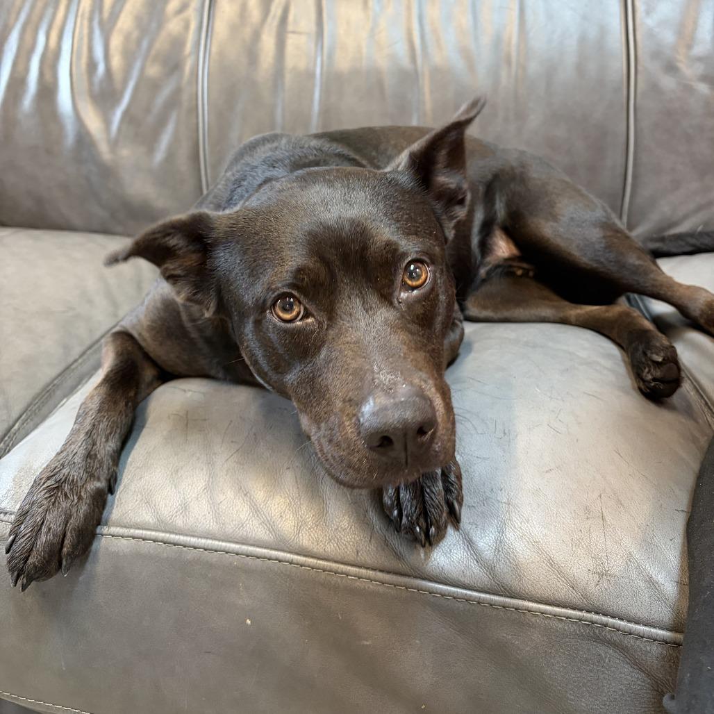 Wednesday, Adoptable, Adult Female Black Labrador Retriever & Mixed Breed.