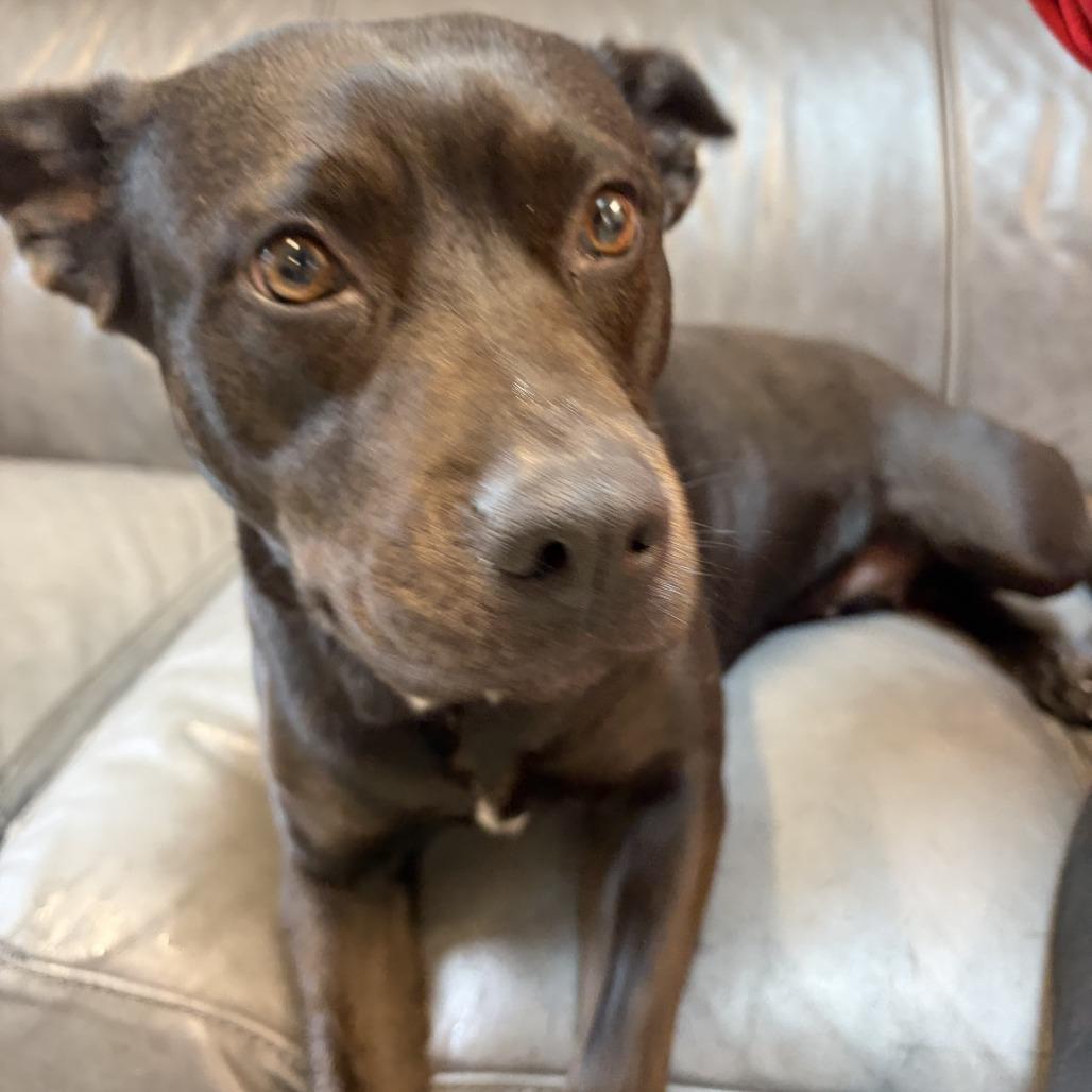 Enlarge Wednesday, a Adoptable mixed breed in Delaware, OH image 2/5