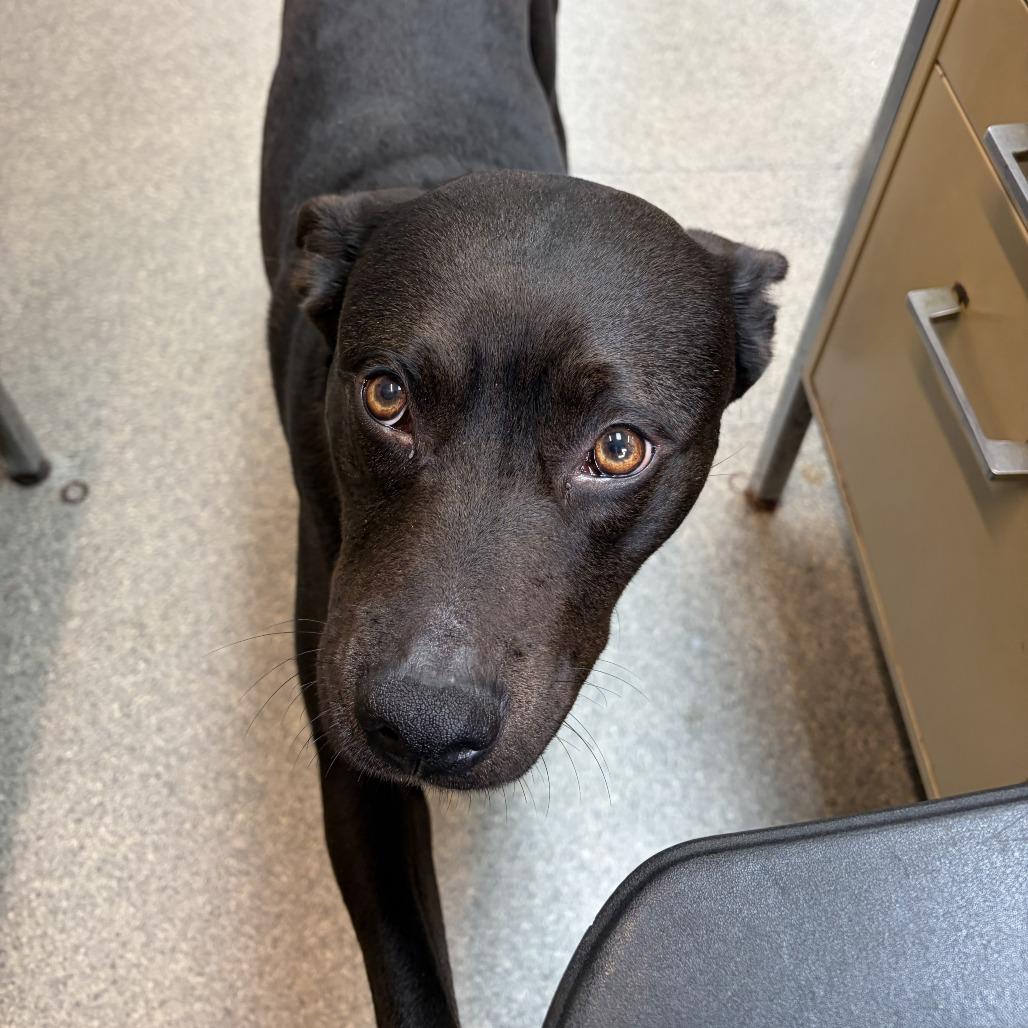 Enlarge Wednesday, a Adoptable mixed breed in Delaware, OH image 3/5
