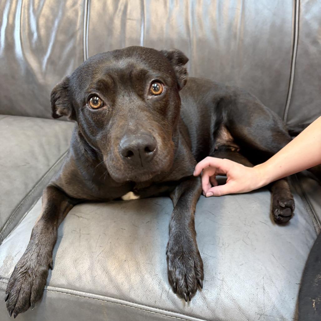 Enlarge Wednesday, a Adoptable mixed breed in Delaware, OH image 5/5