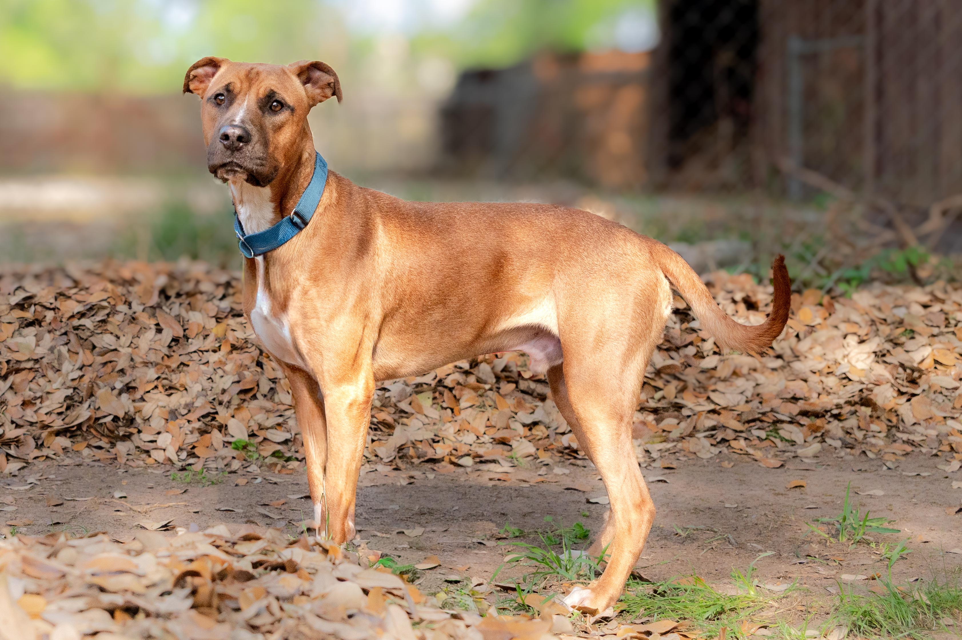 Enlarge Scampi - WA, an adopted mixed breed in Bellevue, WA image 2/5