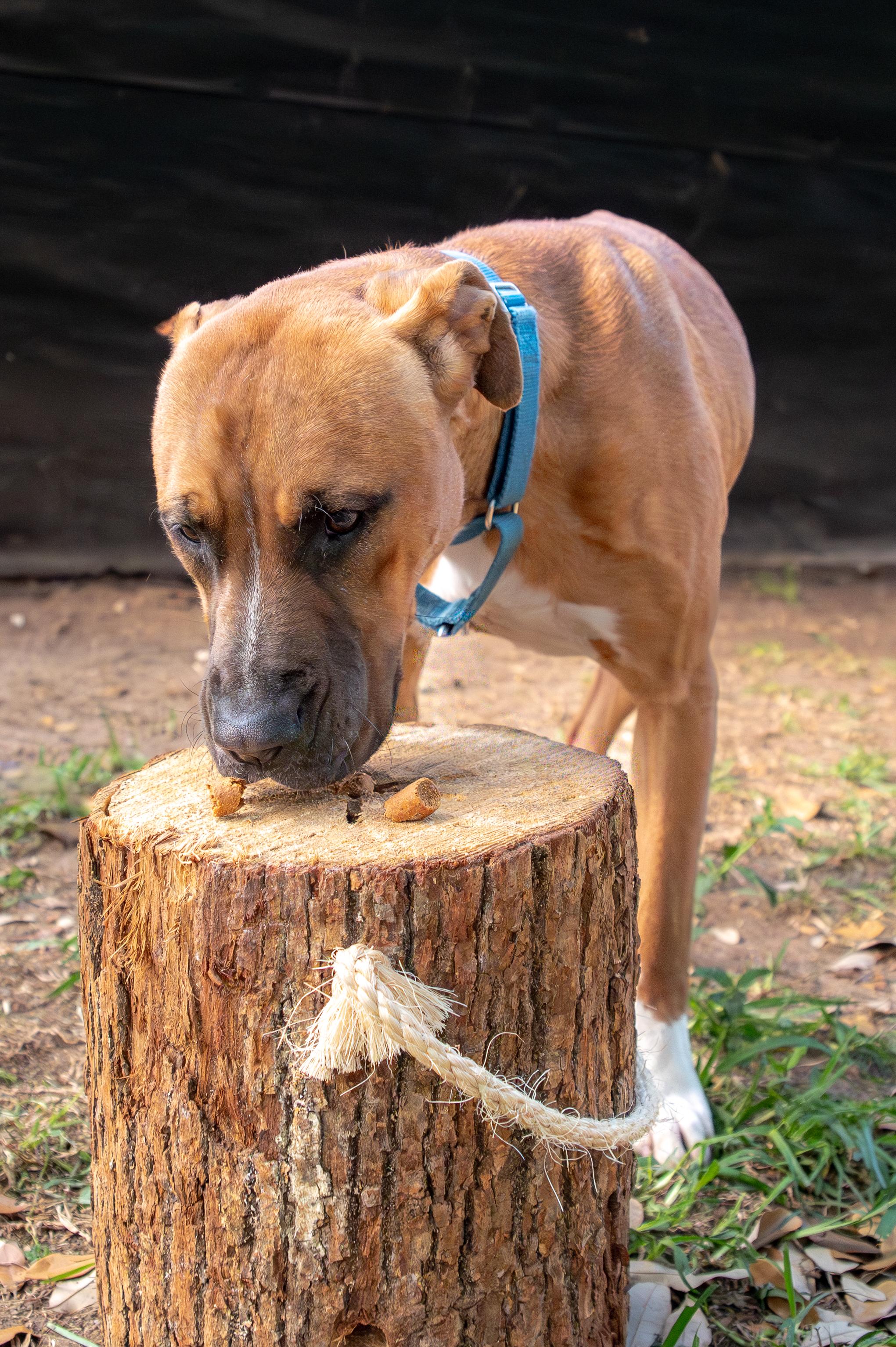 Scampi - WA, adopted, Young Male American Staffordshire Terrier.