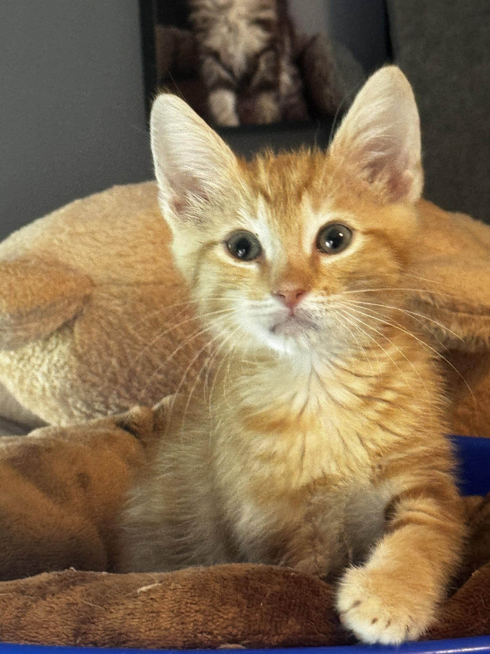 Kai, a Adoptable Domestic Short Hair in Seal Beach, CA image 1/3