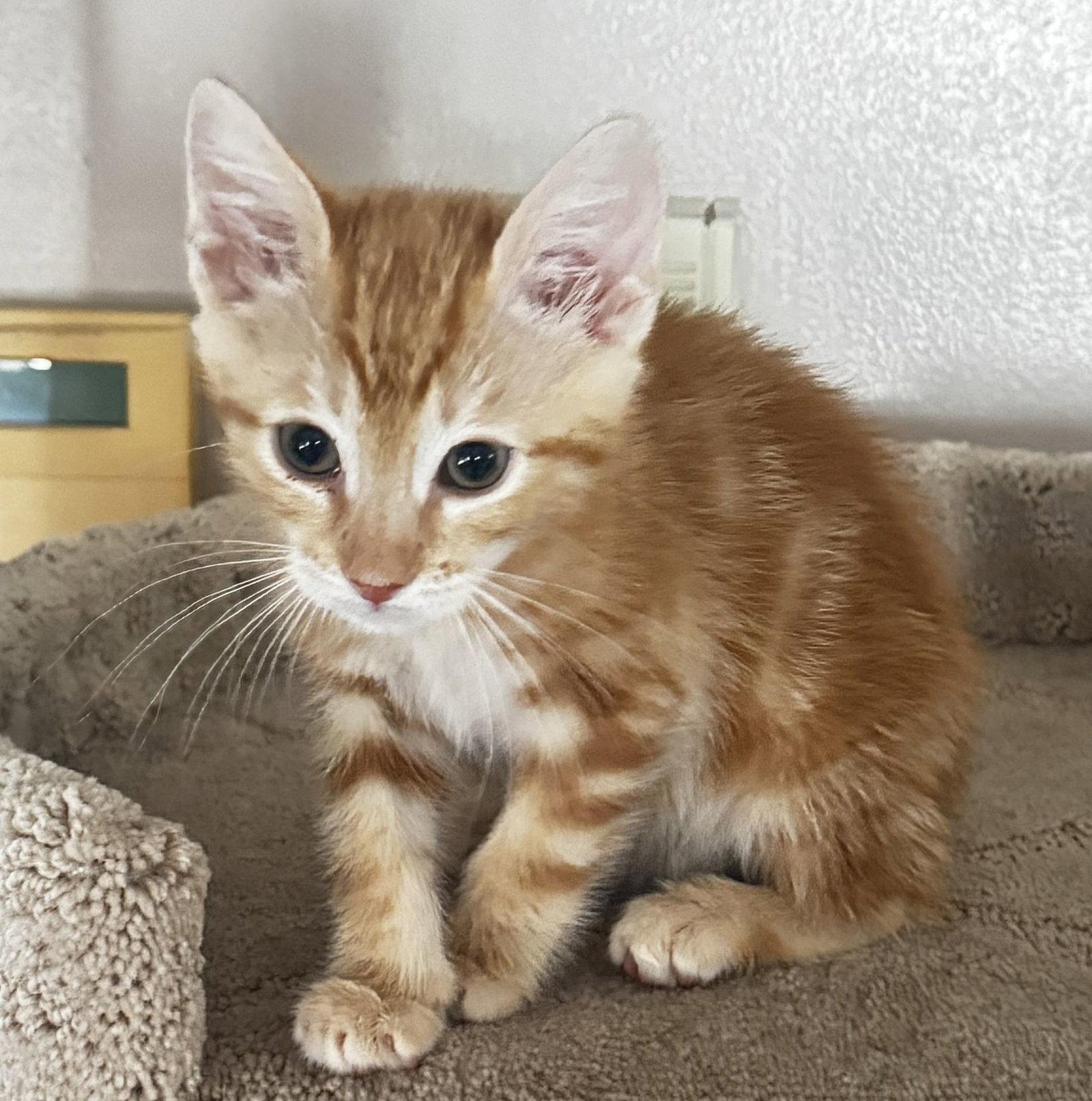 Kai, a Adoptable Domestic Short Hair in Seal Beach, CA image 2/3