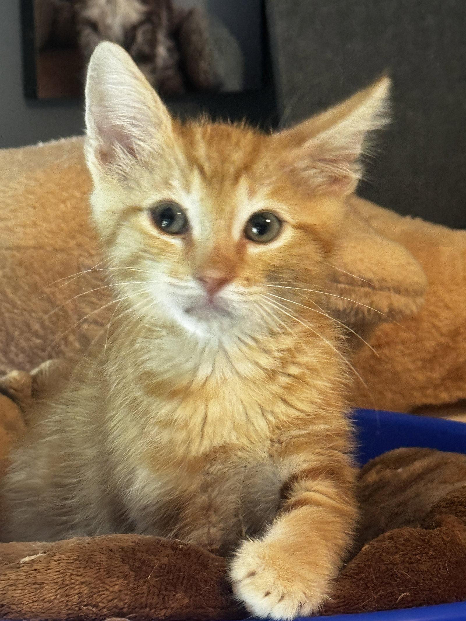 Kai, a Adoptable Domestic Short Hair in Seal Beach, CA image 3/3