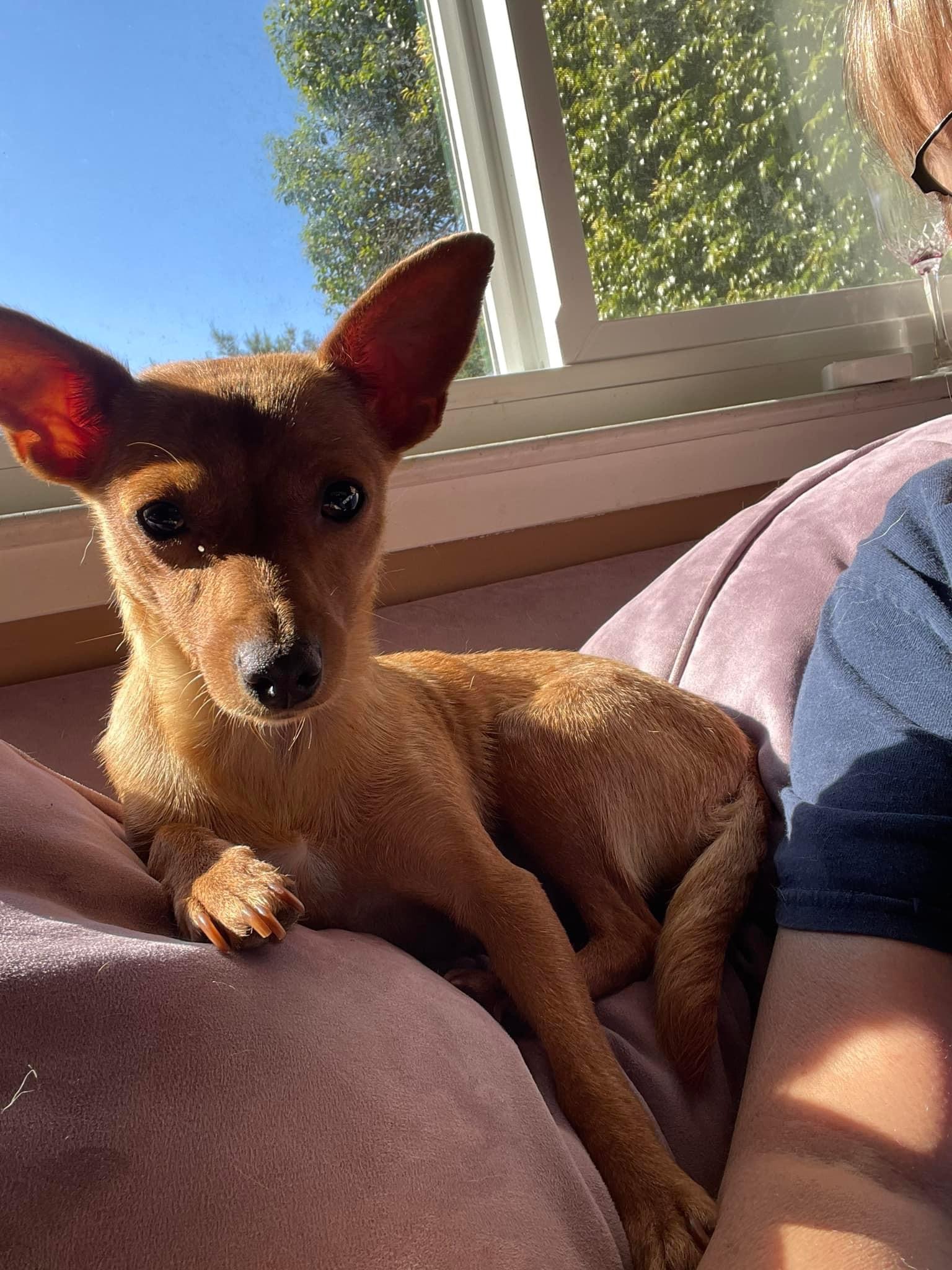 Enlarge Emmylou, a Adoptable Chihuahua in Concord, CA image 1/6