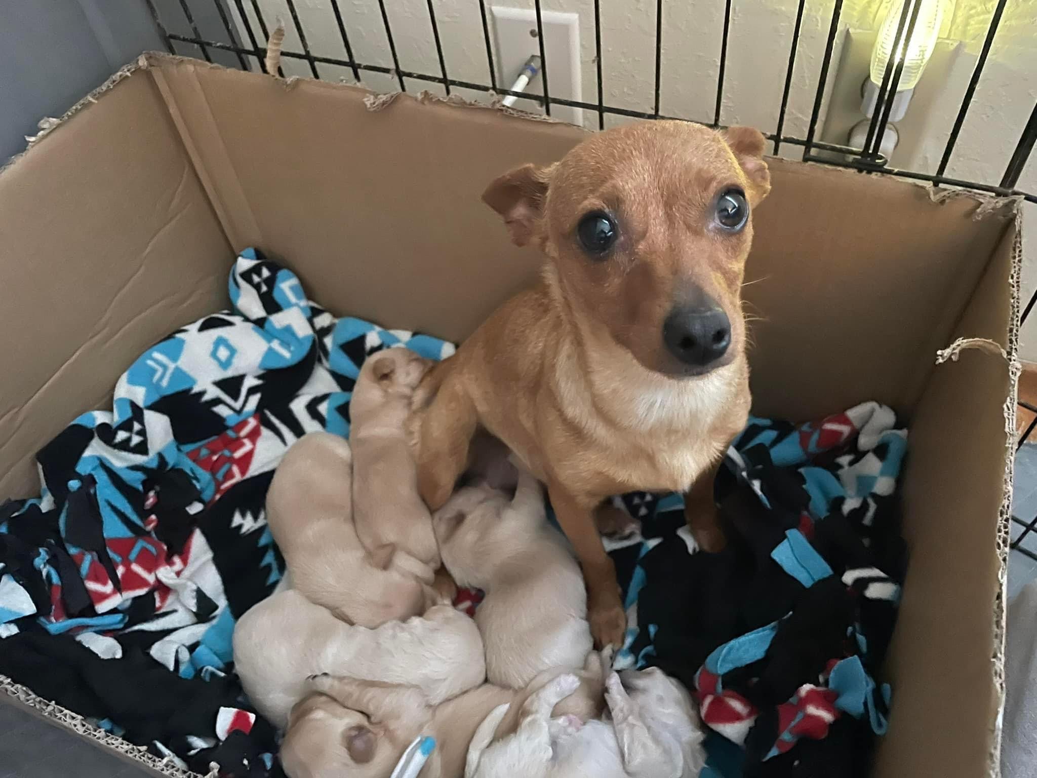 Enlarge Emmylou, a Adoptable Chihuahua in Concord, CA image 4/6