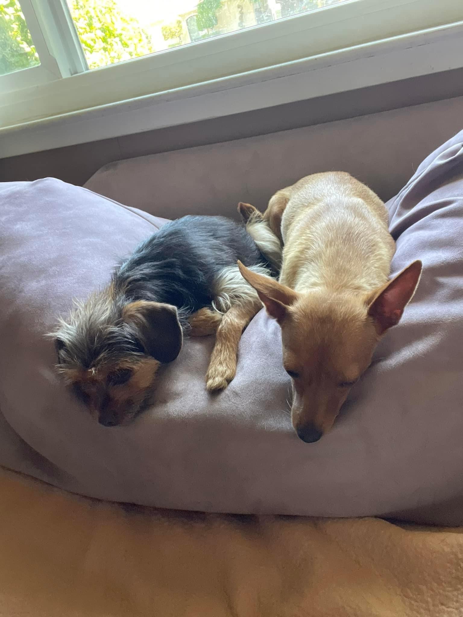 Enlarge Emmylou, a Adoptable Chihuahua in Concord, CA image 5/6