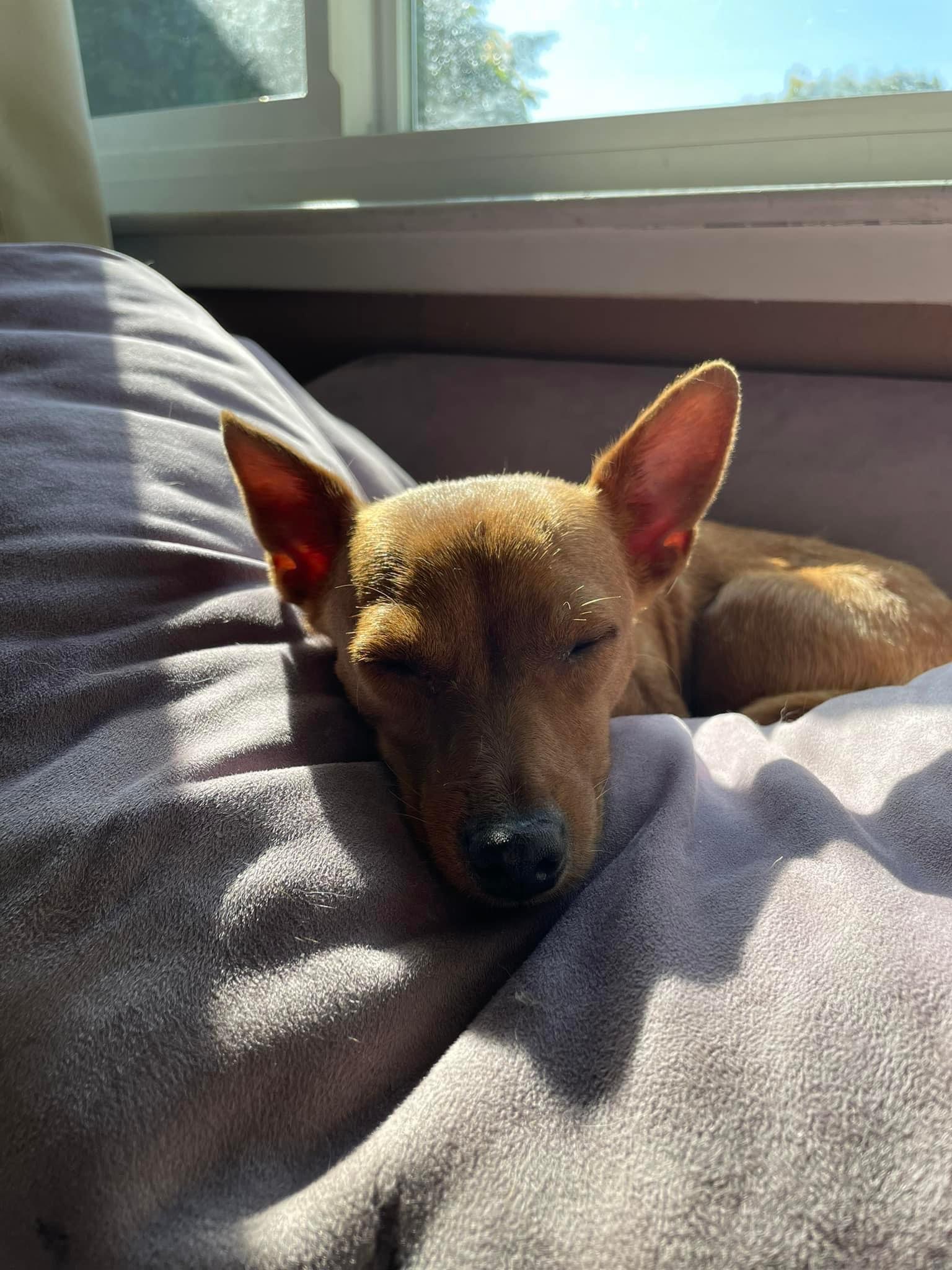 Enlarge Emmylou, a Adoptable Chihuahua in Concord, CA image 6/6