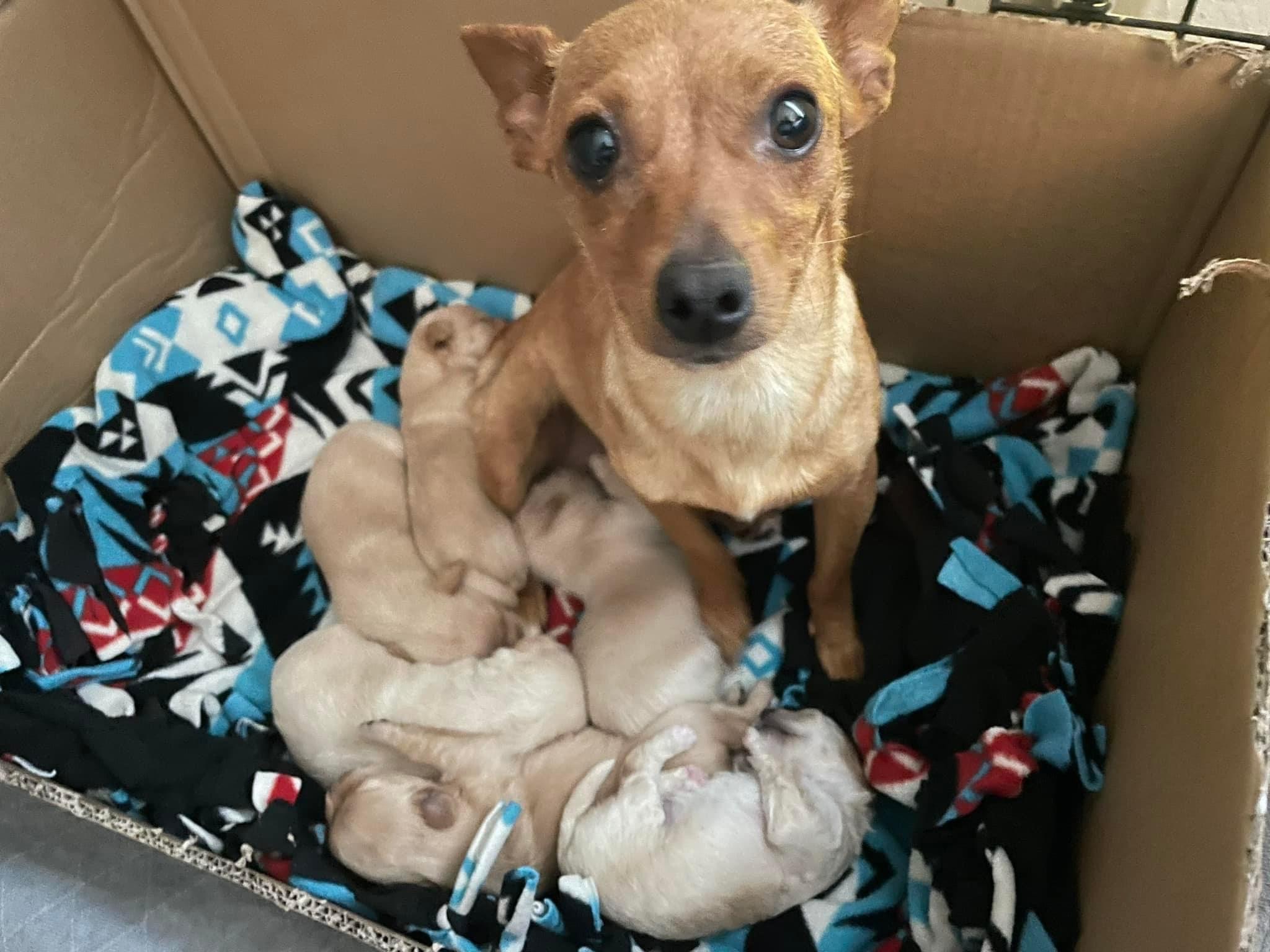 Enlarge Emmylou, a Adoptable Chihuahua in Concord, CA image 3/6