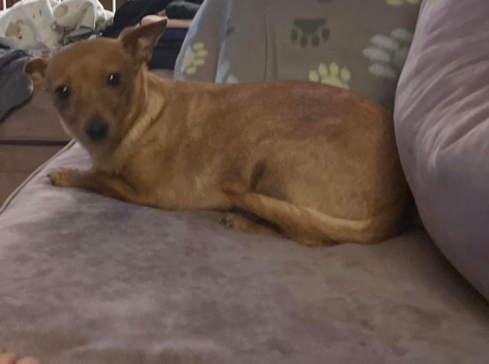 Enlarge Emmylou, a Adoptable Chihuahua in Concord, CA image 2/6