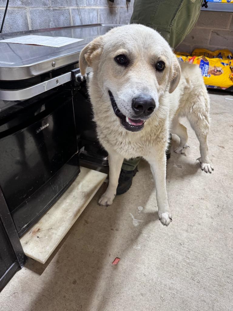 Enlarge Hobbes, a Adoptable mixed breed in Shelbyville, TN image 1/1