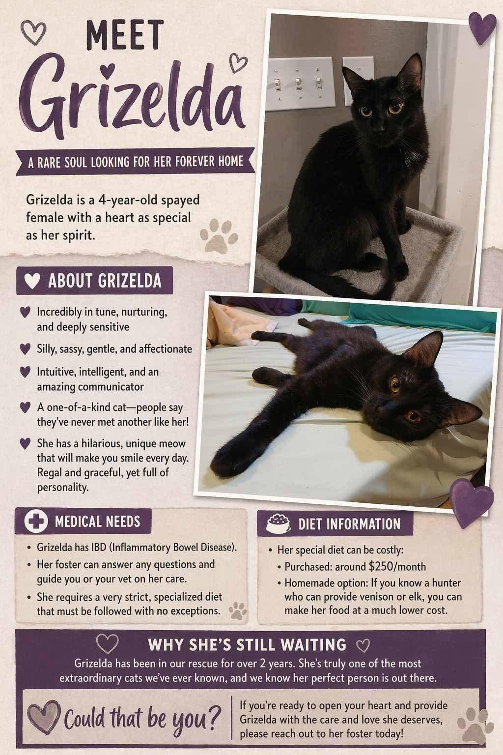 Grizelda, a Adoptable Domestic Short Hair in Brigham City, UT image 3/3