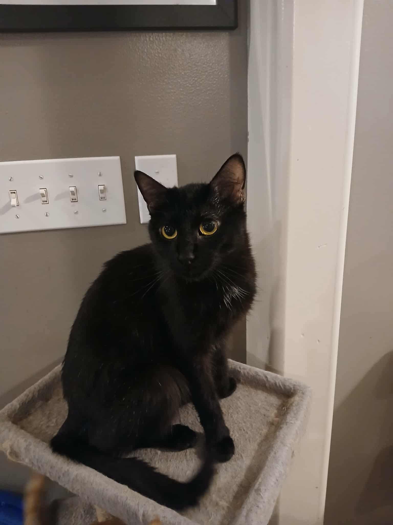 Enlarge Grizelda, a Adoptable Domestic Short Hair in Brigham City, UT image 2/2