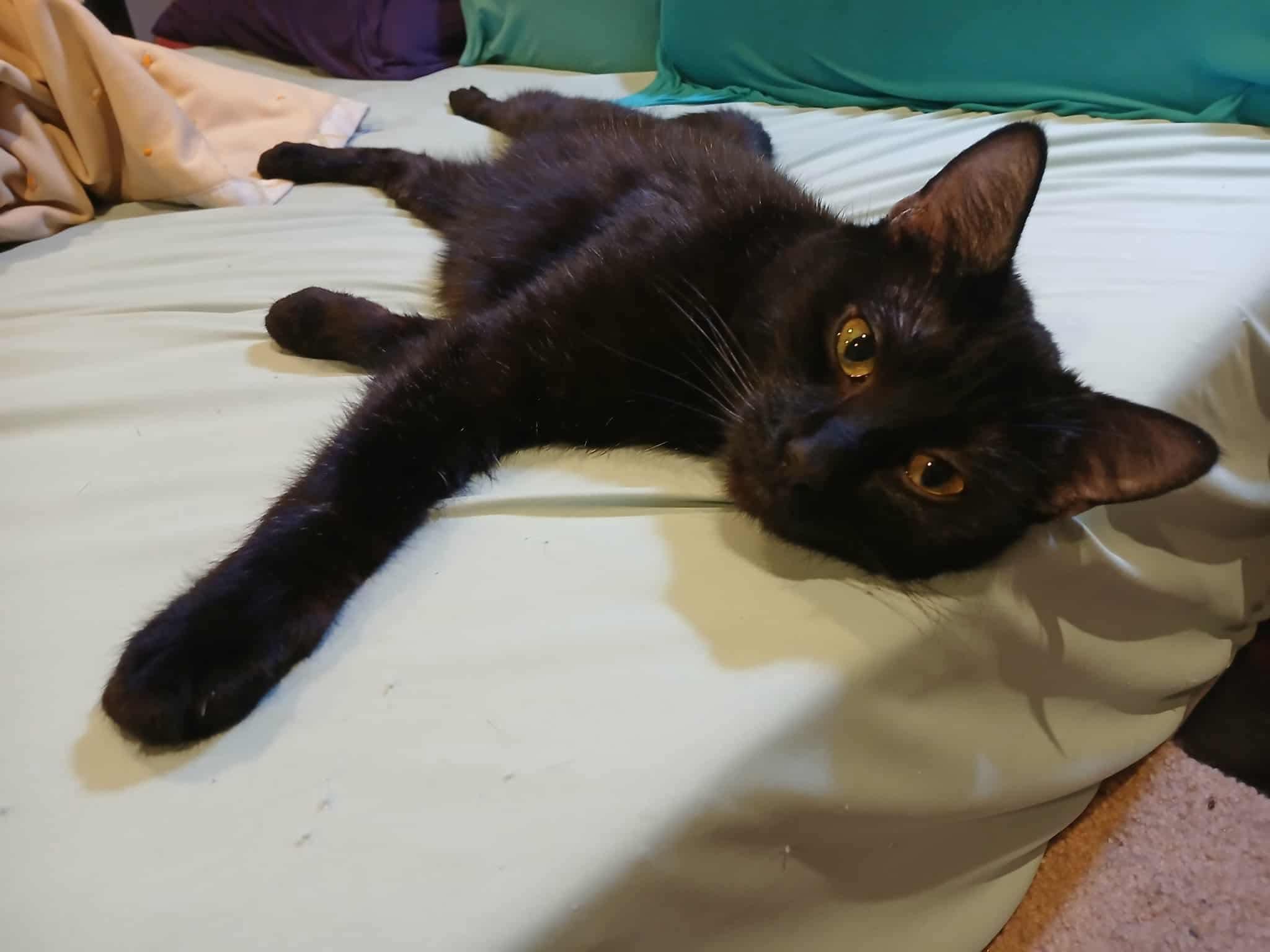 Grizelda, Adoptable, Adult Female Domestic Short Hair.