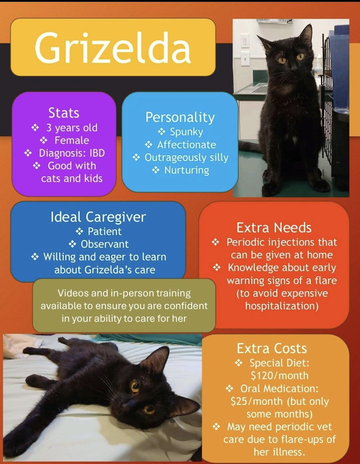 Enlarge Grizelda, a Adoptable Domestic Short Hair in Brigham City, UT image 1/1