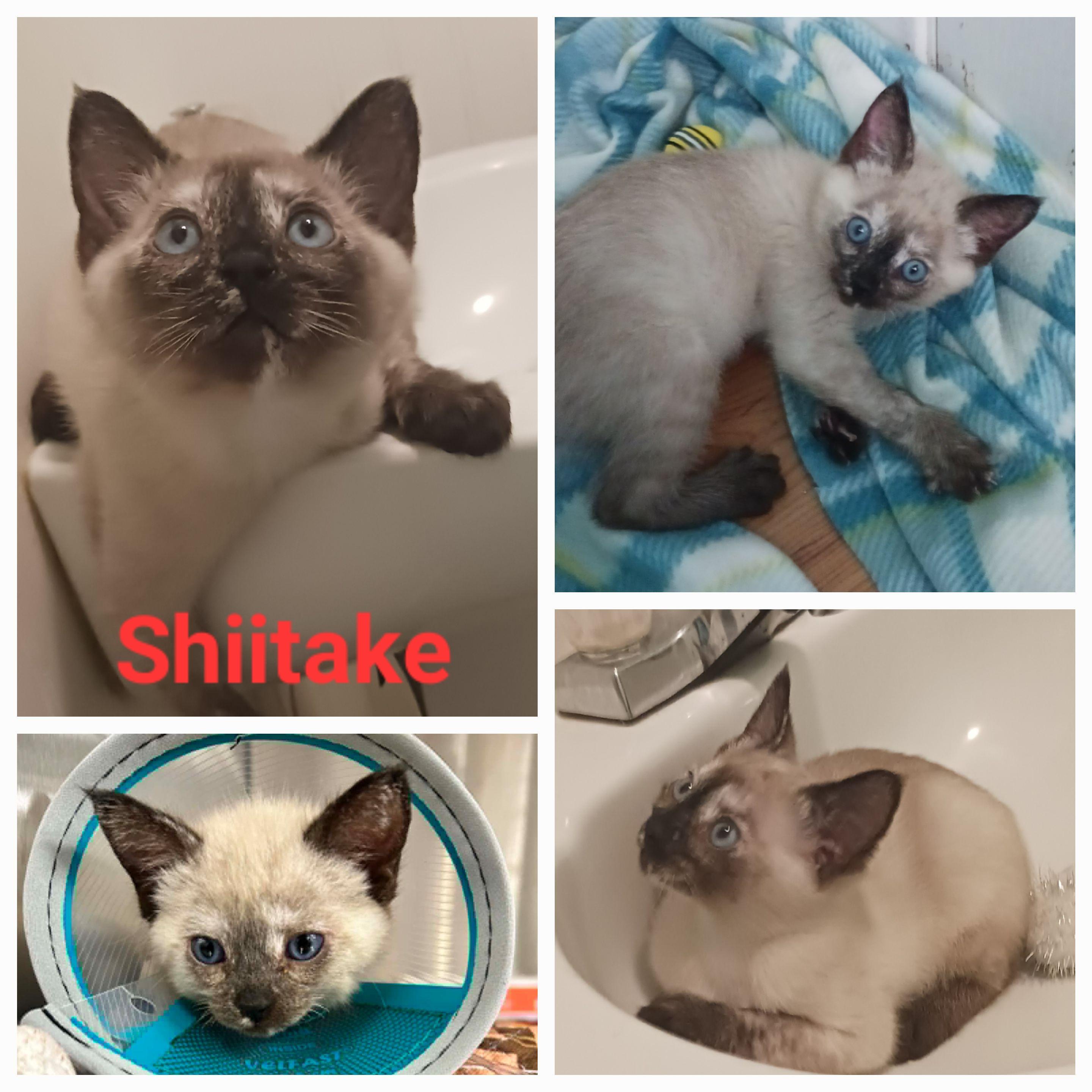Shiitake, Adoptable, Kitten Female Domestic Short Hair.