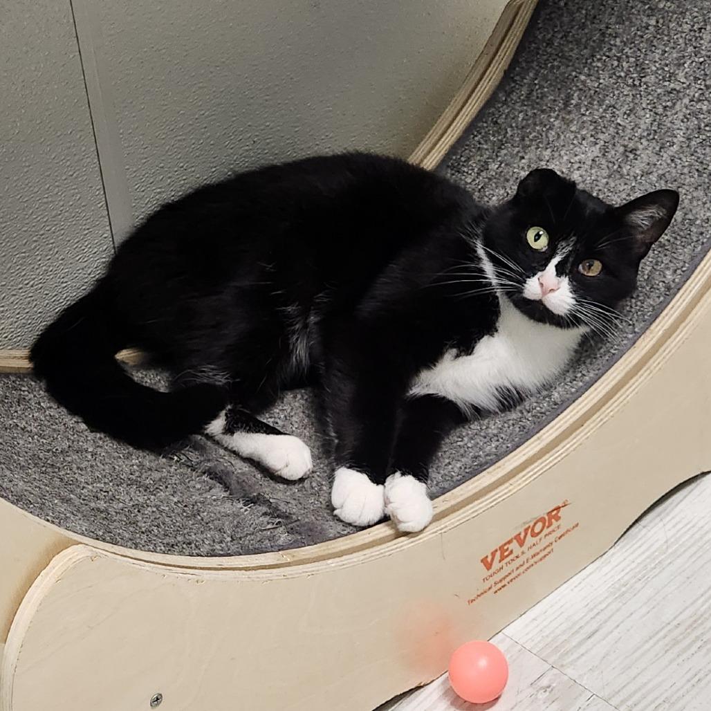 Treasure, Adoptable, Adult Female Domestic Short Hair.