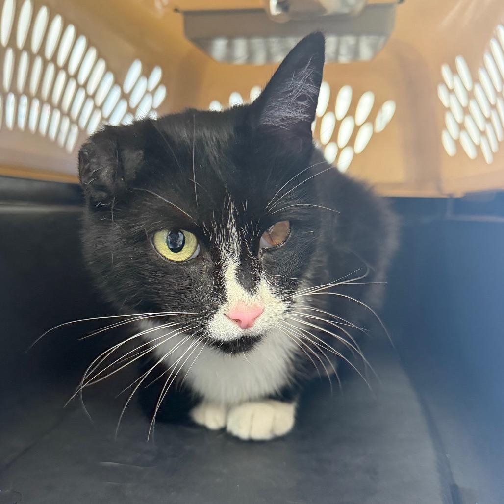 Enlarge Treasure, a Adoptable Domestic Short Hair in Watertown, NY image 1/1