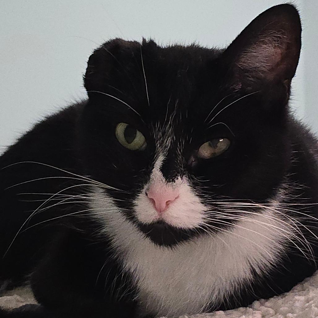 Enlarge Treasure, a Adoptable Domestic Short Hair in Watertown, NY image 3/4