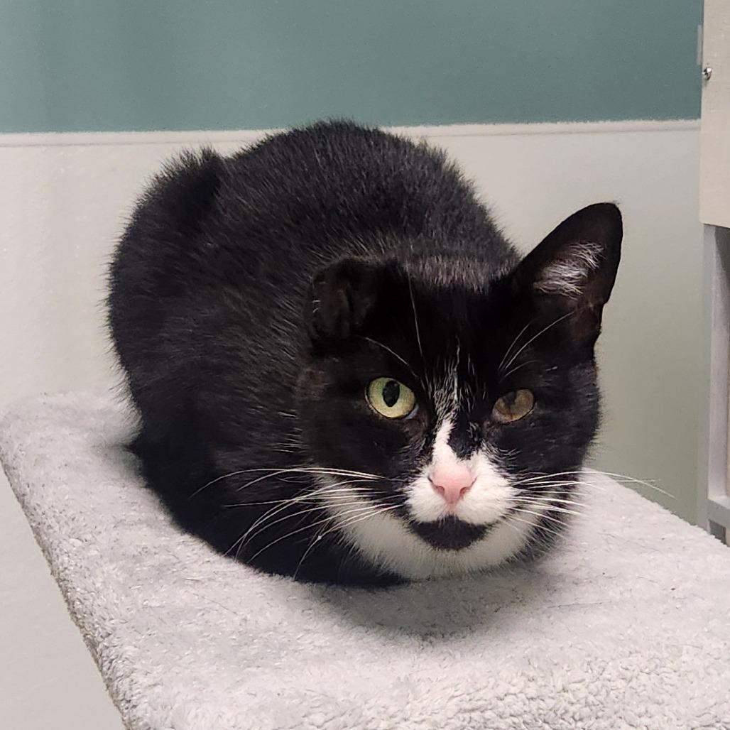 Enlarge Treasure, a Adoptable Domestic Short Hair in Watertown, NY image 3/3