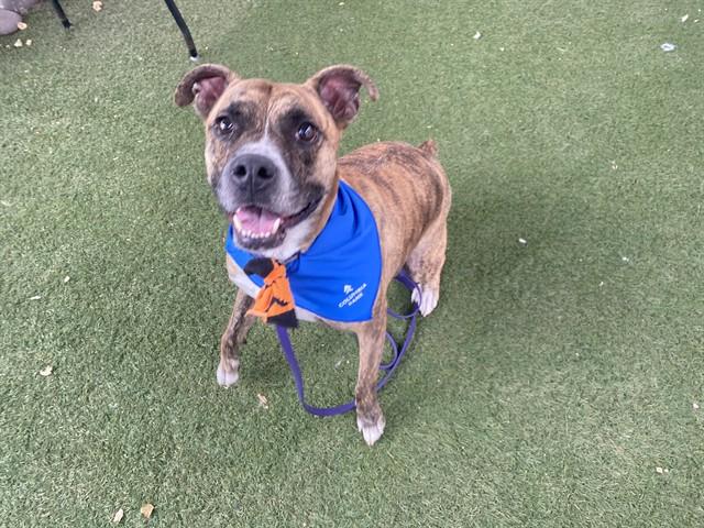 EDDIE, Adoptable, Adult Male Pit Bull Terrier.