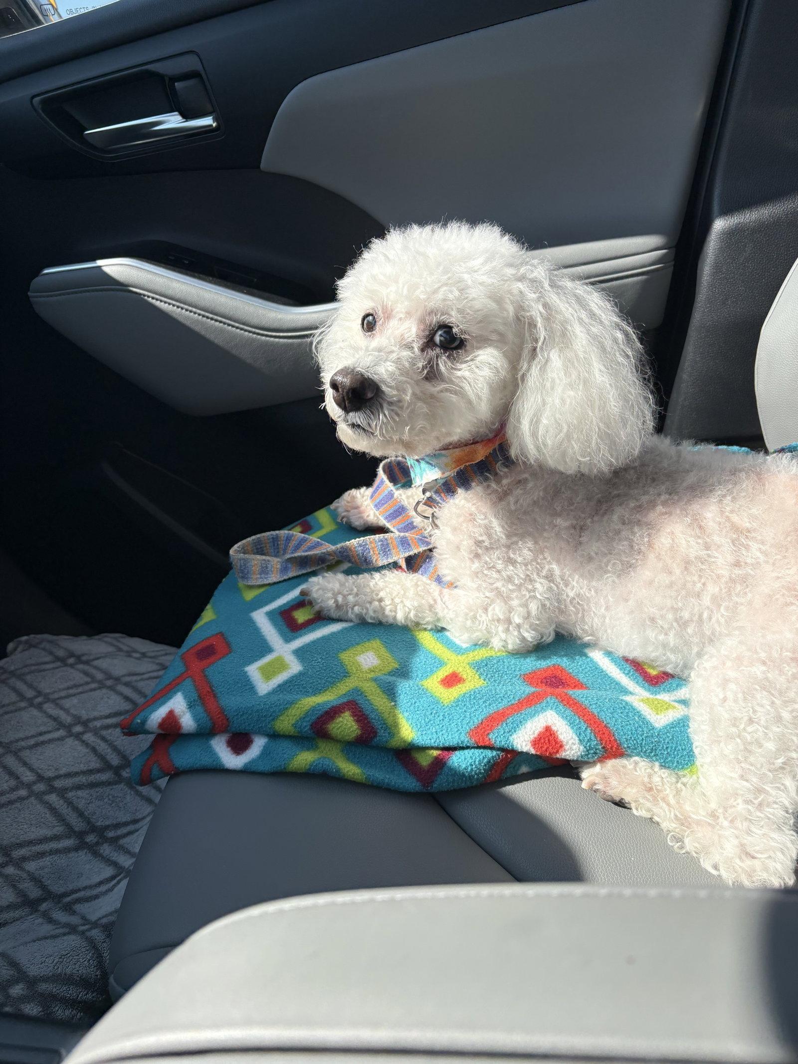 Enlarge Sadie Mae, a Adopted Bichon Frise in Nashville, TN image 1/3