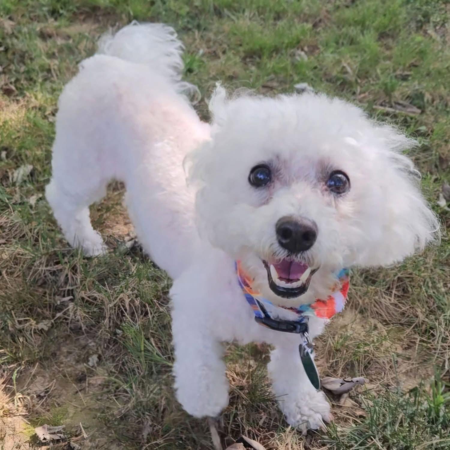 Enlarge Sadie Mae, a Adopted Bichon Frise in Nashville, TN image 2/3