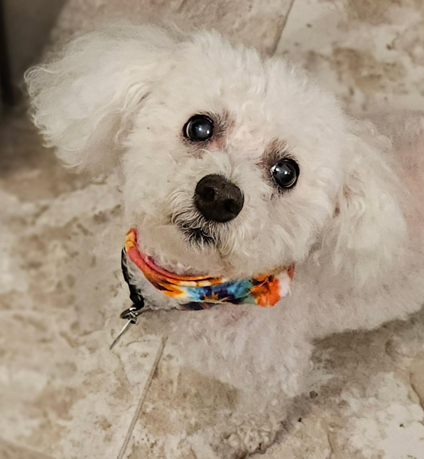 Enlarge Sadie Mae, a Adopted Bichon Frise in Nashville, TN image 3/3