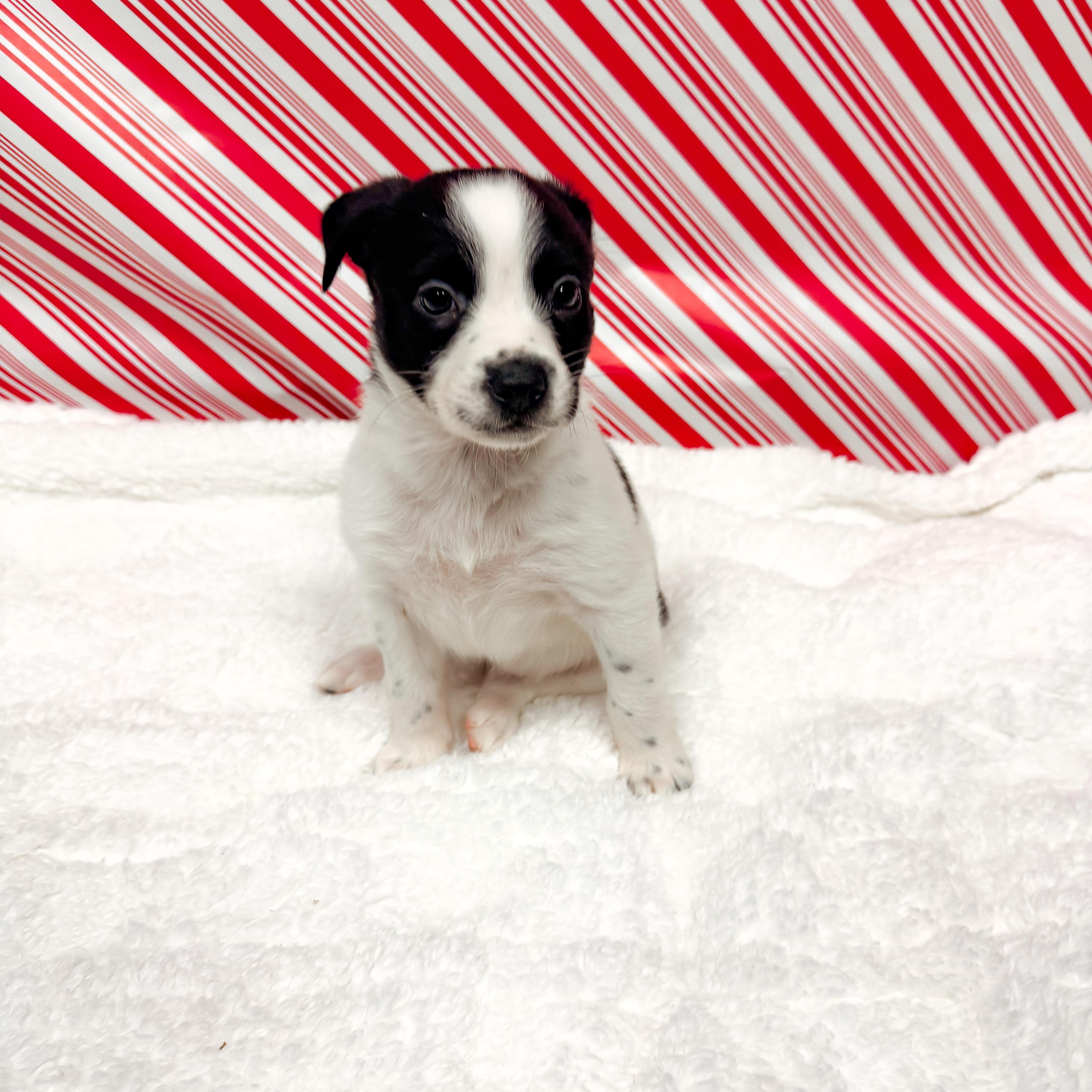 Juniper Snow, ADOPTABLE, Puppy Female Mixed Breed.