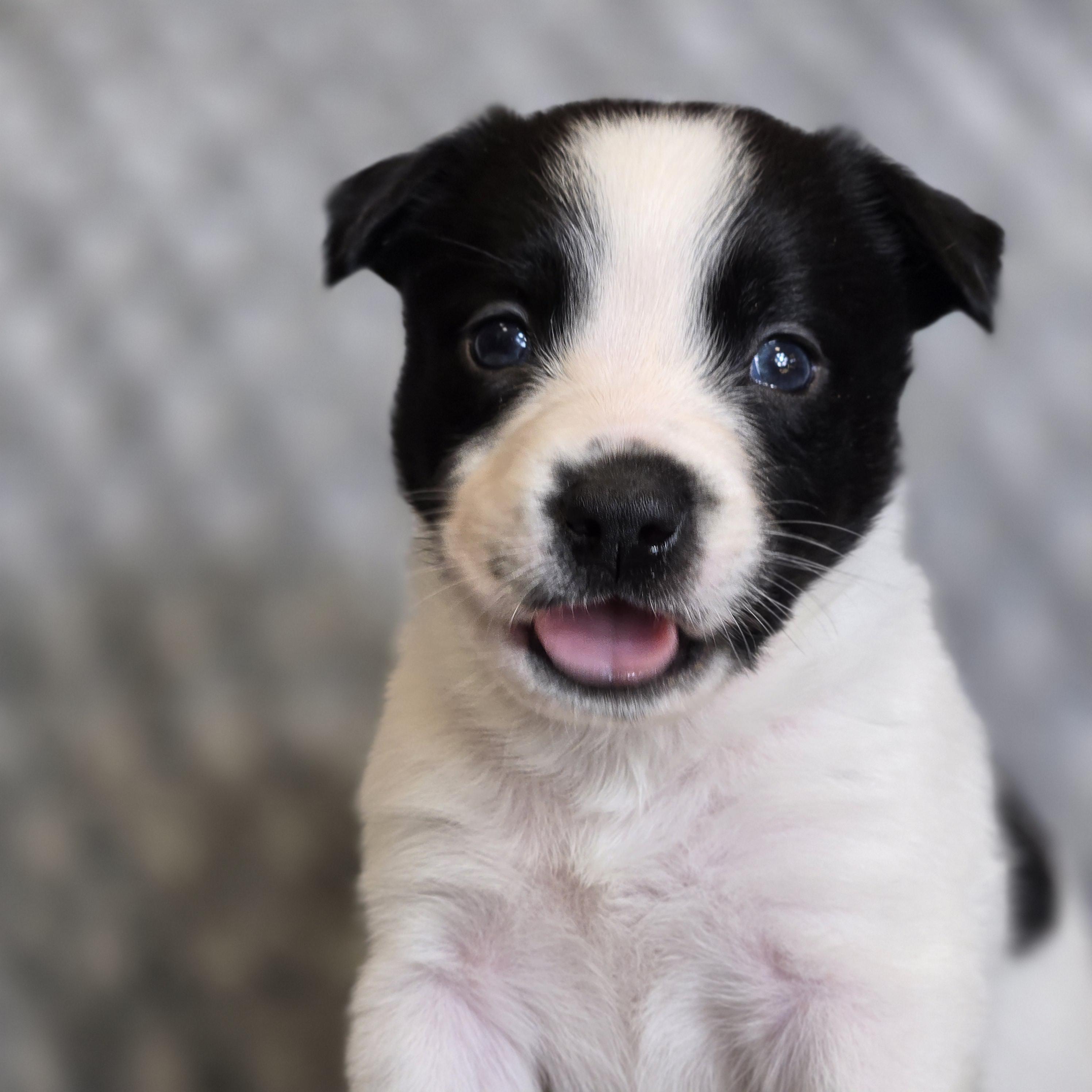 Enlarge Juniper Snow, a ADOPTABLE mixed breed in Mansfield, TX image 2/2