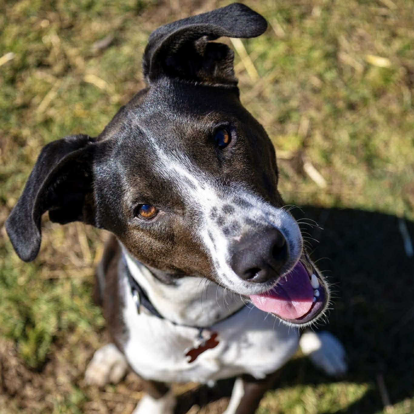 Ravioli, ADOPTABLE, Young Male Terrier.