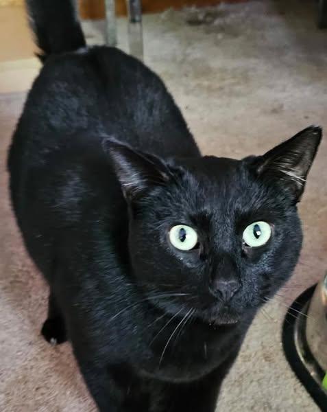 Enlarge Aurora & Cinder, a Adoptable mixed breed in Westland, MI image 3/5