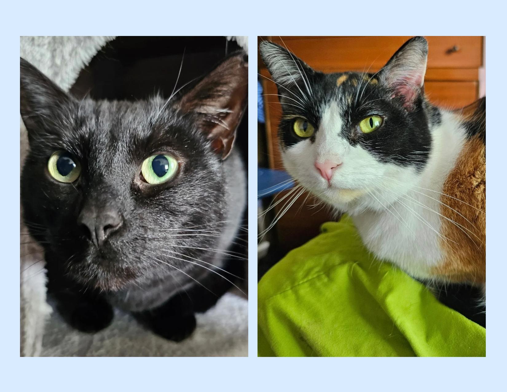 Aurora & Cinder, Adoptable, Young Female Calico & Domestic Medium Hair.