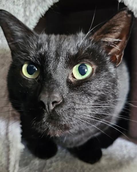 Enlarge Aurora & Cinder, a Adoptable mixed breed in Westland, MI image 4/5