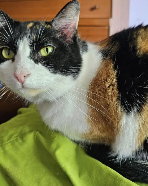 Enlarge Aurora & Cinder, a Adoptable mixed breed in Westland, MI image 2/5