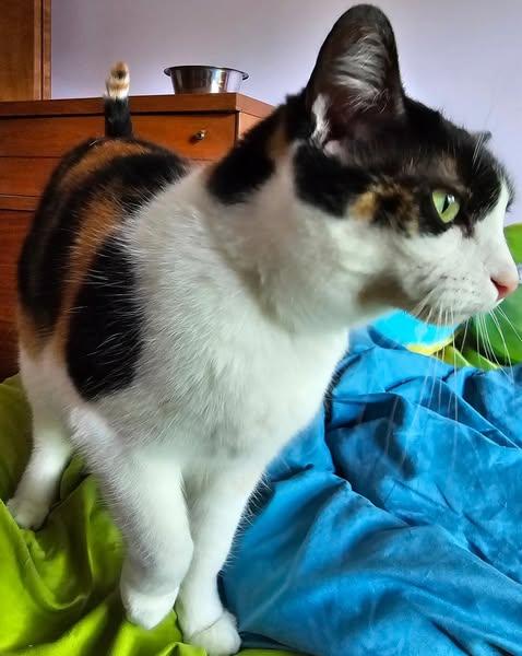 Enlarge Aurora & Cinder, a Adoptable mixed breed in Westland, MI image 5/5