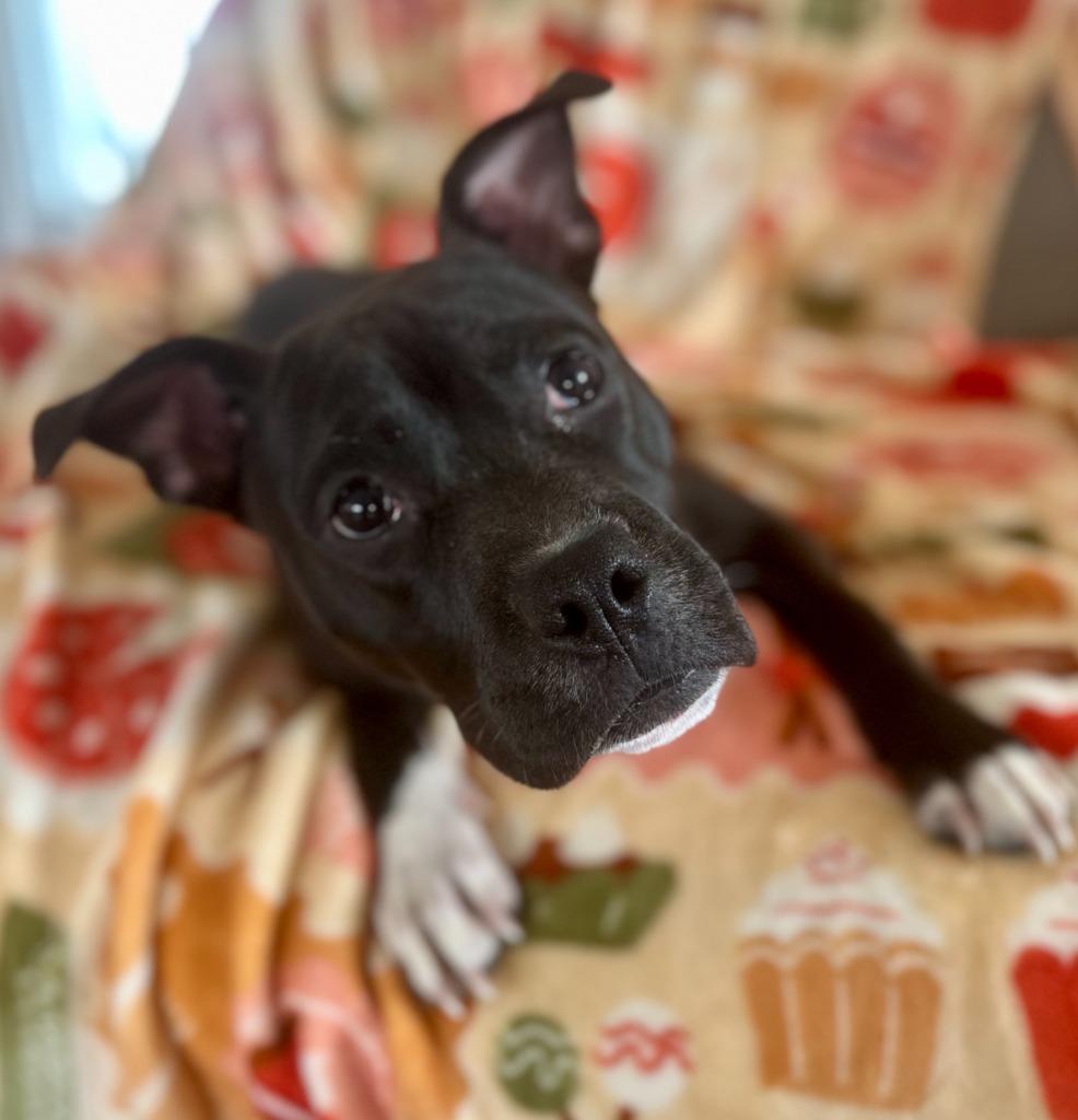 Panda, Adoptable, Young Male Boxer.