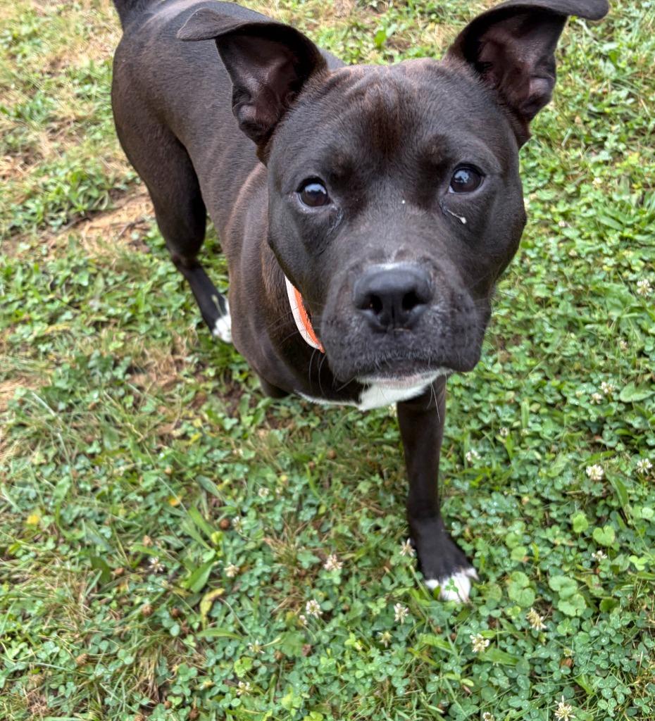 Enlarge Panda, a Adoptable Boxer in Hudson, NY image 2/4