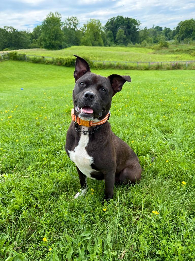 Enlarge Panda, a Adoptable Boxer in Hudson, NY image 4/4